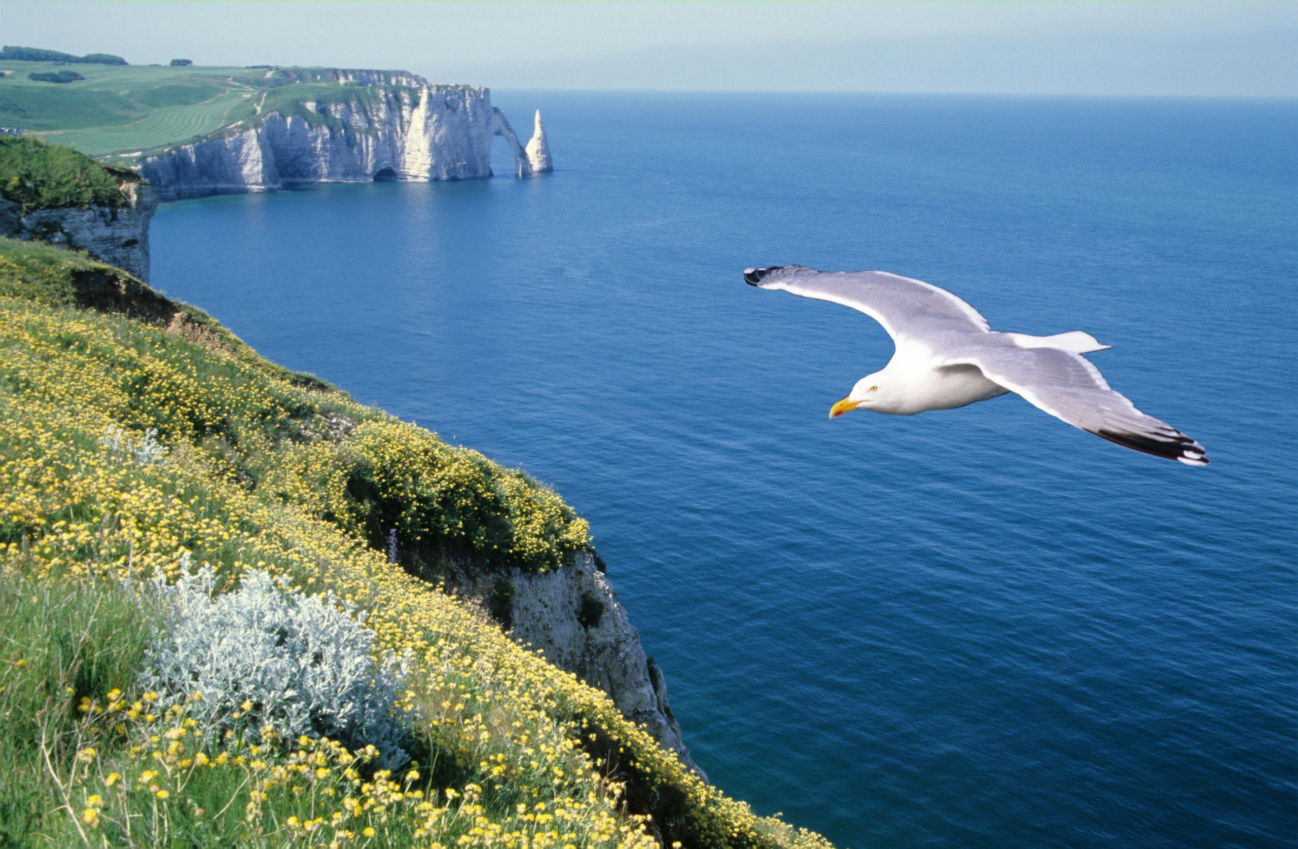 Une mouette blanche survole l’océan calme, revenant vers une falaise verdoyante – image symbolique d’un chemin de transformation en thérapie Gestalt