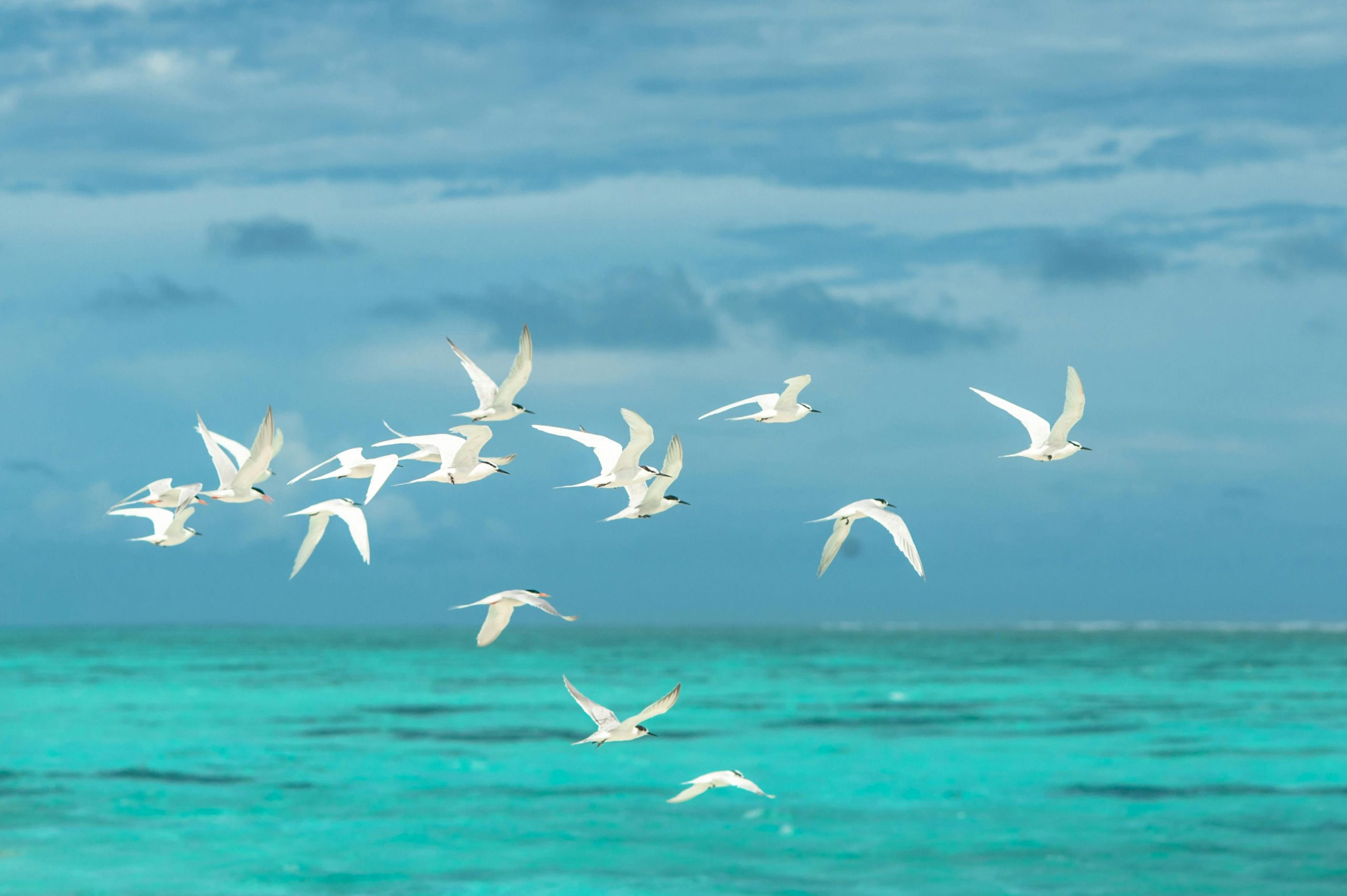 Vol d’oiseaux blancs entre mer et ciel symbolisant les émotions et les grands thèmes de l’existence en thérapie